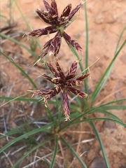 Cyperus usitatus