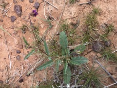 Hermannia coccocarpa