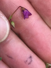 Hermannia coccocarpa