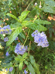 Ceanothus papillosus