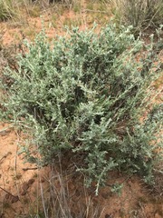 Oedera humilis