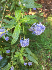 Ceanothus papillosus