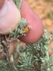 Oedera humilis