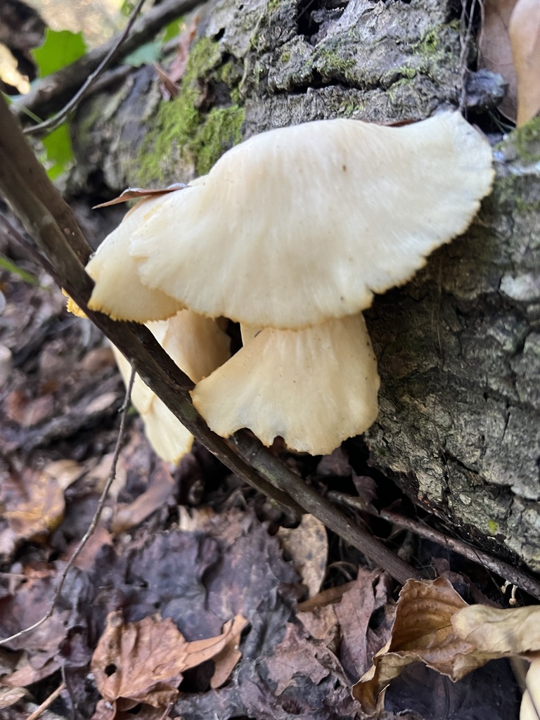 Oyster Mushrooms from Timucuan, Jacksonville, FL, US on December 6