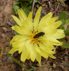 Acmaeodera ornatoides