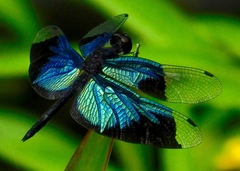 Rhyothemis resplendens