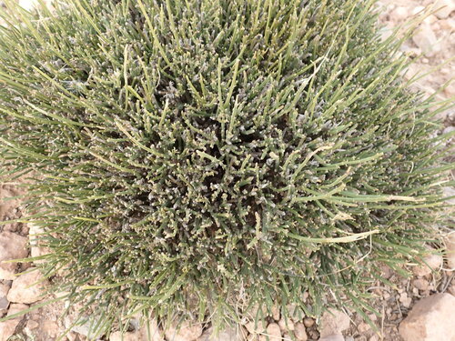 Image of Erinacea anthyllis by (c) Lisa Bennett, some rights reserved (CC BY)