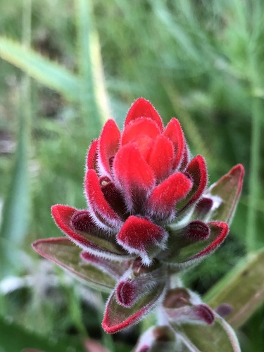 Field Paintbrush