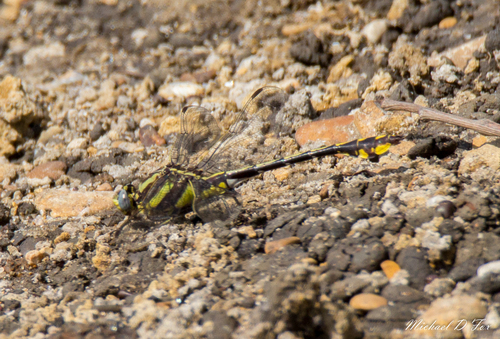 Plains Clubtail photo 6