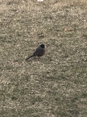 Turdus migratorius