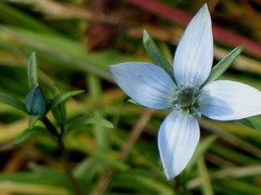 Lomatogonium rotatum