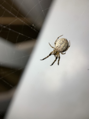 Zilloides Orb-weaver
