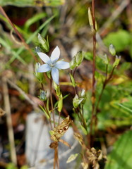 Lomatogonium rotatum