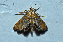Nymphicula
