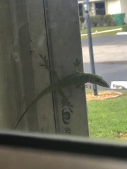 Anolis carolinensis