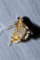 Nymphicula
