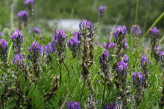 Oxytropis borealis