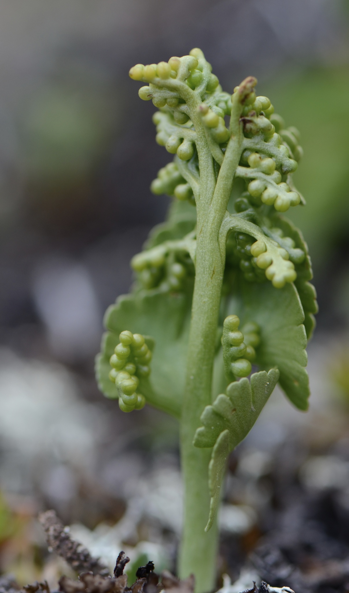 Botrychium tunux