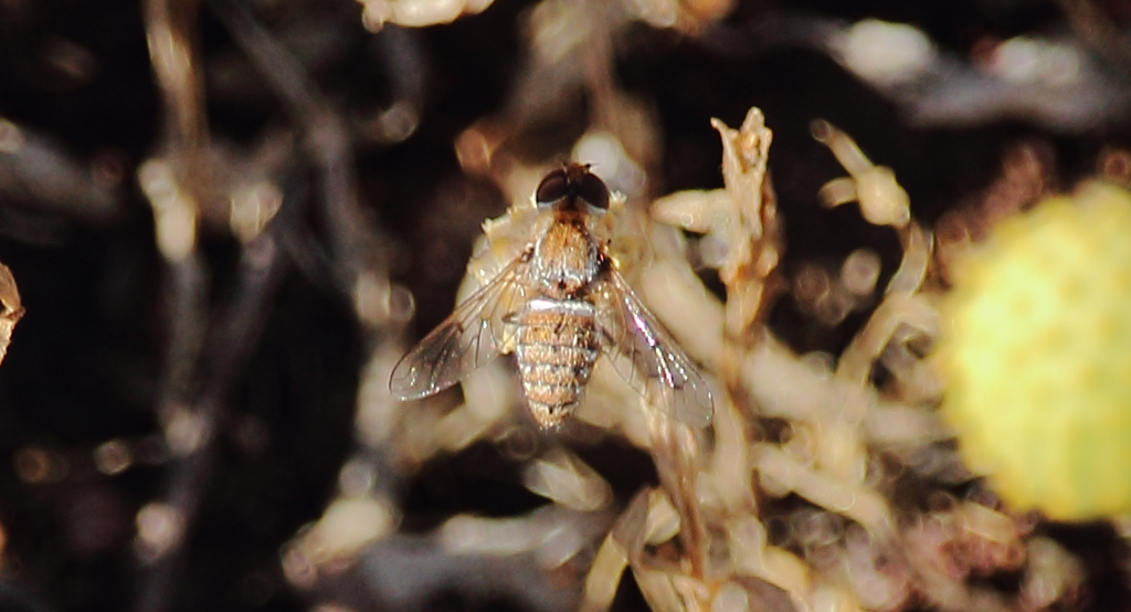 Diplocampta exilis
