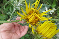 Berkheya bergiana