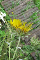 Berkheya bergiana