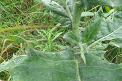 Berkheya bergiana