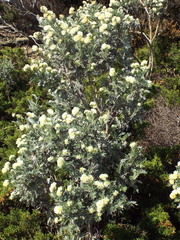 Anthyllis barba-jovis