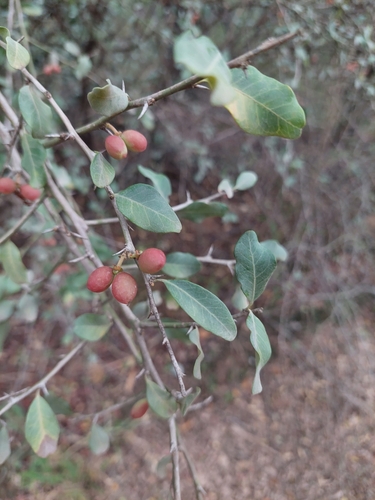 Castela coccinea (Castela coccinea)