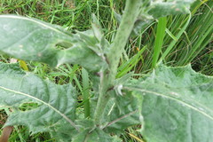 Berkheya bergiana