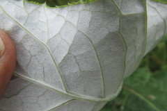 Berkheya bergiana