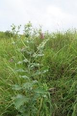 Berkheya bergiana