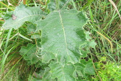 Berkheya bergiana