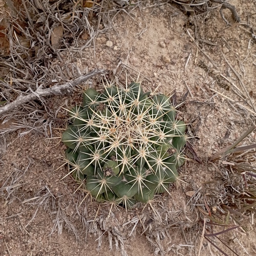 Coryphantha ottonis