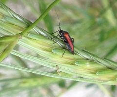 Dionconotus neglectus