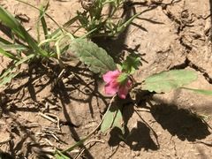 Hermannia coccocarpa