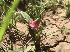 Hermannia coccocarpa