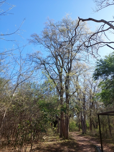 Phyllostylon rhamnoides (Phyllostylon rhamnoides)
