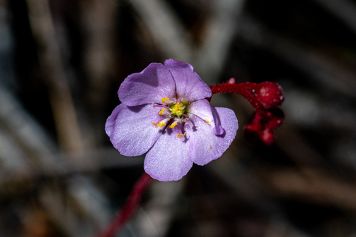 Drosera cuneifolia