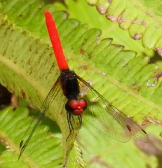 Nannophya pygmaea