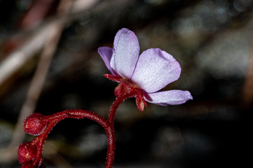 Drosera cuneifolia