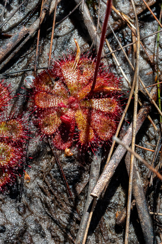 Drosera cuneifolia