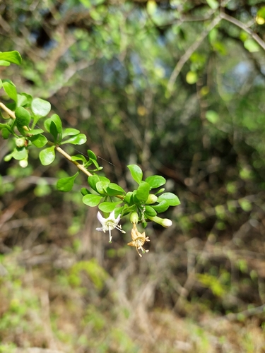 Image of Lycium americanum by (c) Tomás Tamagno, some rights reserved (CC BY)
