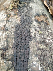 Jackrogersella cohaerens