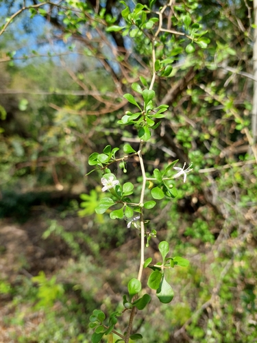 Image of Lycium americanum by (c) Tomás Tamagno, some rights reserved (CC BY)
