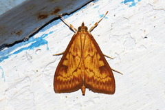 Ostrinia