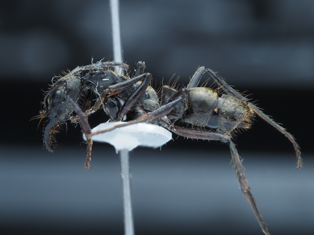Neoponera bactronica