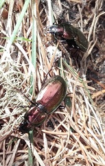 Pterostichus externepunctatus