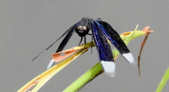 Neurothemis decora