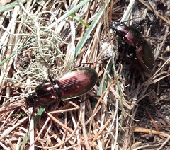 Pterostichus externepunctatus