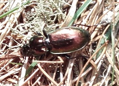 Pterostichus externepunctatus
